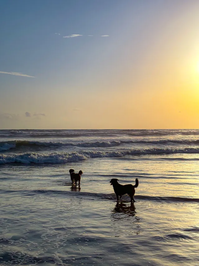 Thumbnail for zen-zjwa-fsl