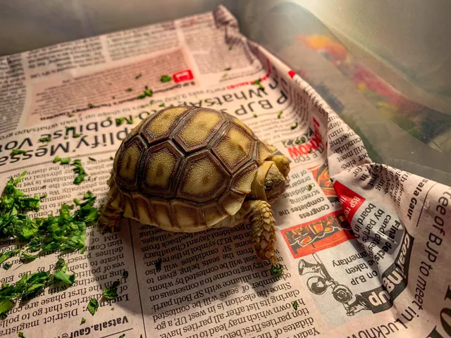 Thumbnail for bum-azij-jlf