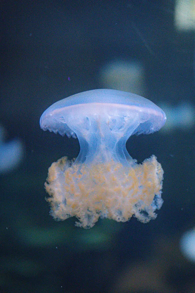 Thumbnail for beq-xmxf-clf