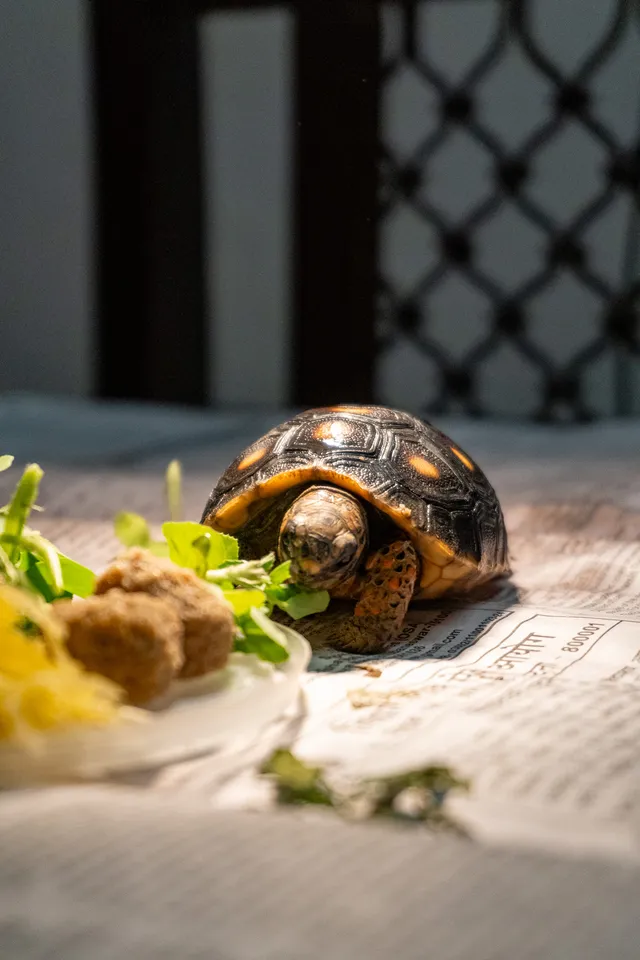 Thumbnail for glo-tdhh-tkr